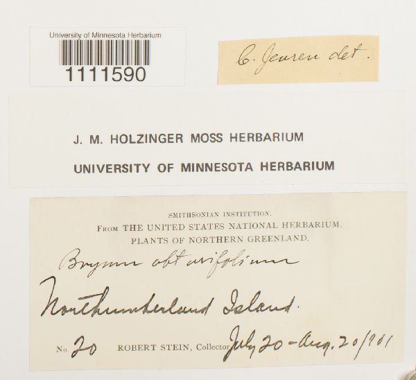 Bryum cyclophyllum image