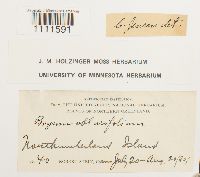 Bryum cyclophyllum image