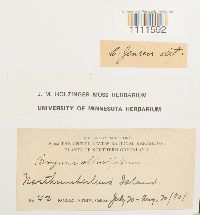 Bryum cyclophyllum image