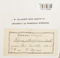 Bryum cyclophyllum image