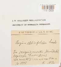 Bryum cyclophyllum image