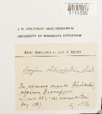 Bryum cyclophyllum image