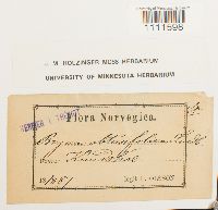 Bryum cyclophyllum image