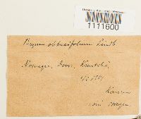 Bryum cyclophyllum image