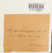 Bryum cyclophyllum image