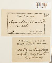 Bryum cyclophyllum image