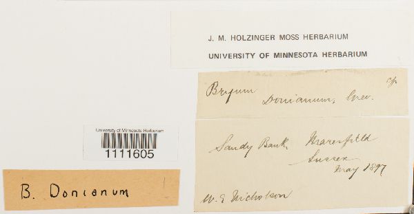 Bryum donianum image