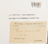 Bryum donianum image