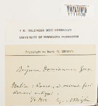 Bryum donianum image