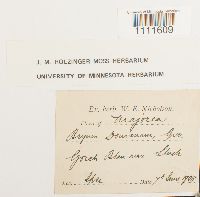 Bryum donianum image