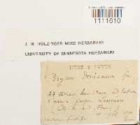 Bryum donianum image