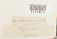 Bryum donianum image