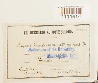 Bryum donianum image