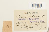 Bryum donianum image