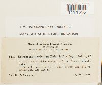 Bryum weigelii image