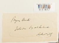 Bryum weigelii image