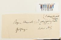 Bryum weigelii image