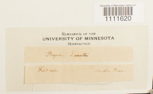 Bryum weigelii image