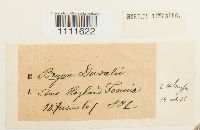 Bryum weigelii image