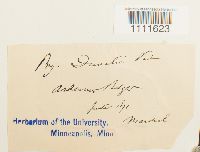 Bryum weigelii image