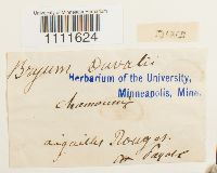 Bryum weigelii image