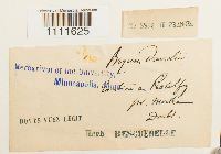 Bryum weigelii image