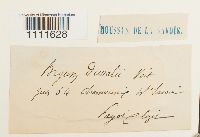 Bryum weigelii image