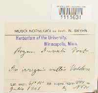 Bryum weigelii image