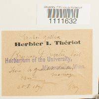 Bryum weigelii image