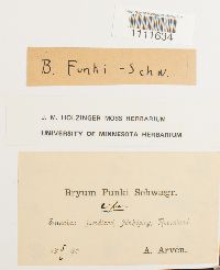 Bryum funkii image