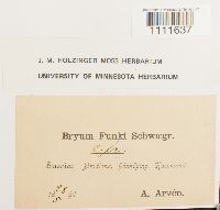 Bryum funkii image