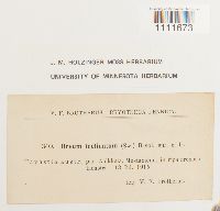 Bryum amblyodon image