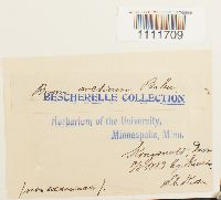 Bryum arcticum image