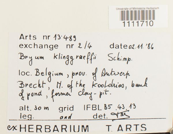 Bryum klinggraeffii image