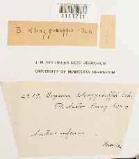 Bryum klinggraeffii image