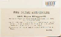 Bryum klinggraeffii image