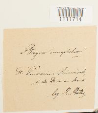 Bryum knowltonii var. ammophilum image