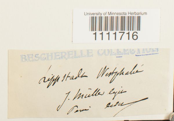 Bryum knowltonii image