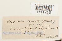 Bryum knowltonii image