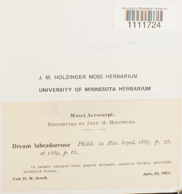 Bryum longisetum image