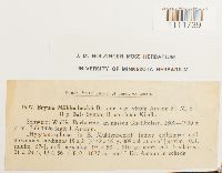 Bryum muehlenbeckii image