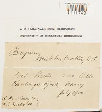 Bryum muehlenbeckii image