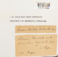 Bryum muehlenbeckii image