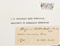 Bryum muehlenbeckii image