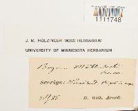 Bryum muehlenbeckii image