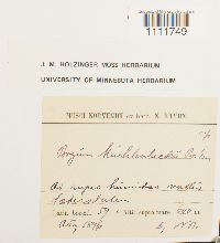 Bryum muehlenbeckii image