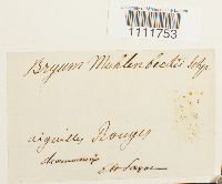 Bryum muehlenbeckii image