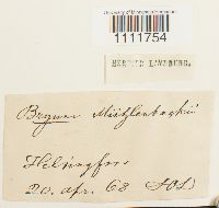 Bryum muehlenbeckii image