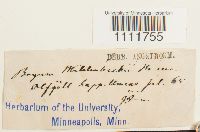 Bryum muehlenbeckii image