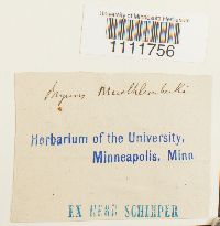 Bryum muehlenbeckii image